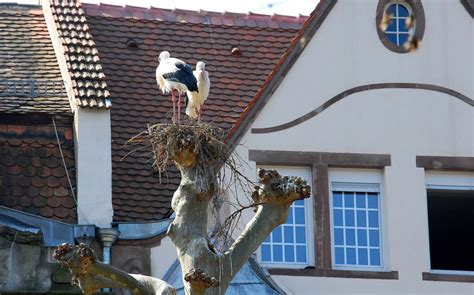 Storchenplage in Straßburg Straßburg Badische Zeitung