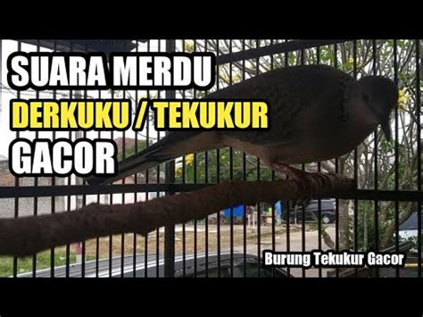 BURUNG DERKUKU TEKUKUR GACOR PANCINGAN SUARA TEKUKUR YouTube