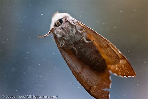 Photo of the Day: Eastern Tent Caterpillar Moth