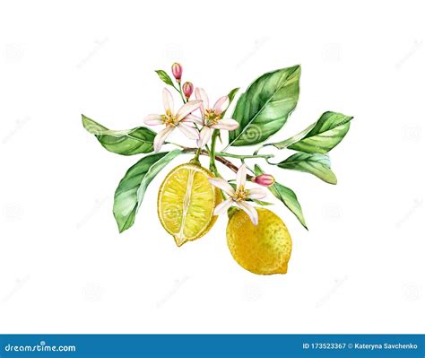 Lemon Flower Vector