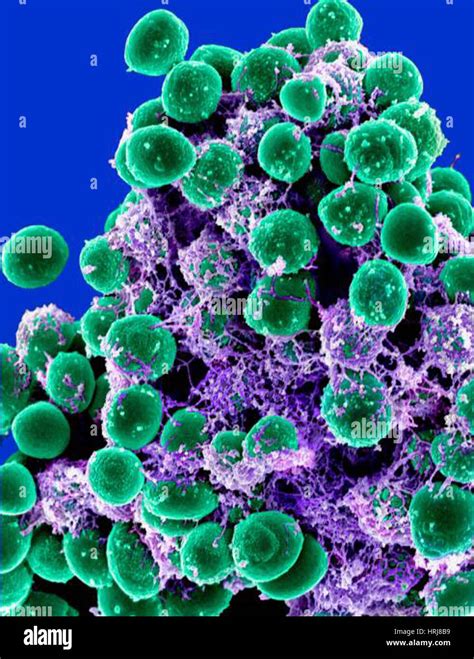 Staphylococcus Epidermidis Bacteria Sem Stock Photo Alamy