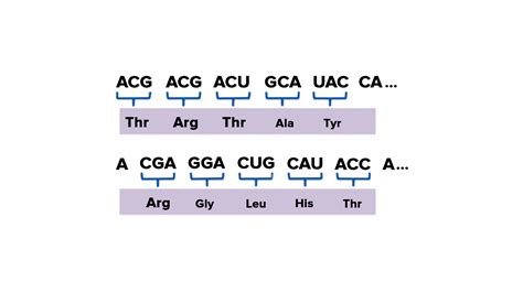 Which Is A Frameshift Mutation