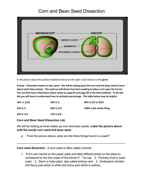 Anatomy Of Corn Kernel - Anatomy Book