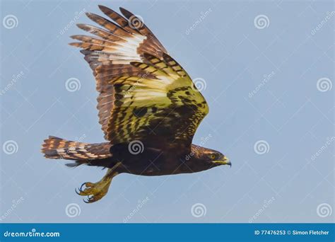 Long-crested or Hawk Eagle Flying Stock Image - Image of habitat, birdwatching: 77476253