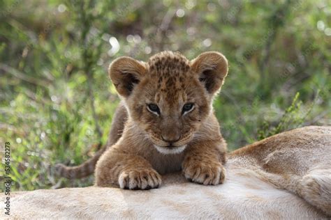 Baby lion cub sleeping on his mother's belly, looking into camera ...