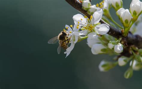 Abeja Sobre Flores Blancas Fondo De Pantalla 4k HD ID 11253