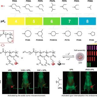 Classification Of Ph Responsive Polymers A Anionic Polymers