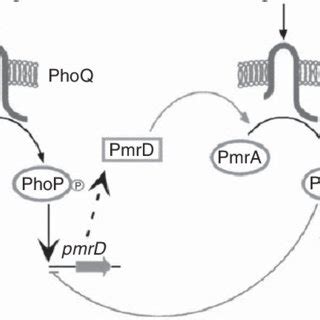 Pmra Pmrb And Phop Phoq Two Component Regulatory Systems From Falagas