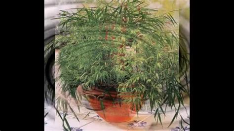 погонатерум просовидный - YouTube