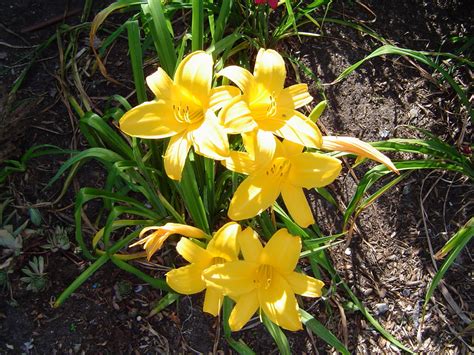 MAGNOLIOPSIDA (Flowering Plant class) - The HUDSON RIVER PARK Companion