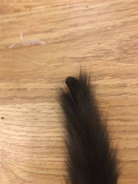 Cats Tail Fell Off It Is Extremely Unusual For A Cats By Catnus