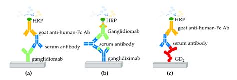 Enzyme Linked Immunosorbent Assays Elisa Used To Determine The Immune