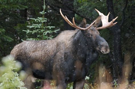 The Symbol of Canada's Native Wildlife: Facts About the Moose