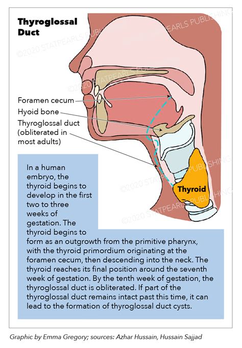 Anatomy Head And Neck Thyroid Thyroglossal Duct Statpearls Ncbi