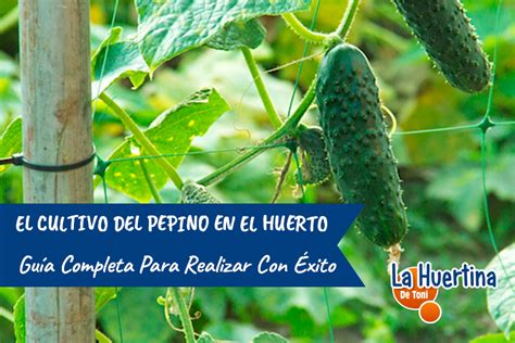 Guía Completa Del Cultivo Del Pepino En El Huerto desde sembrar hasta