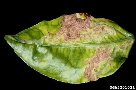 Citrus Canker Xanthomonas Citri