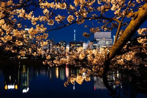 東京都台東区 上野公園、不忍池の夜桜 No 5044346｜写真素材なら「写真ac」無料（フリー）ダウンロードok