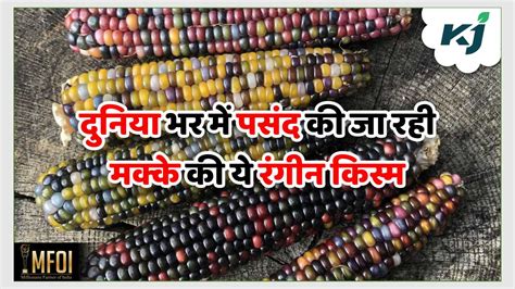 Glass Gem Corn दुनिया में सबसे खूबसूरत दिखती है मक्के की यह किस्म किसानों में बढ़ रही इसकी