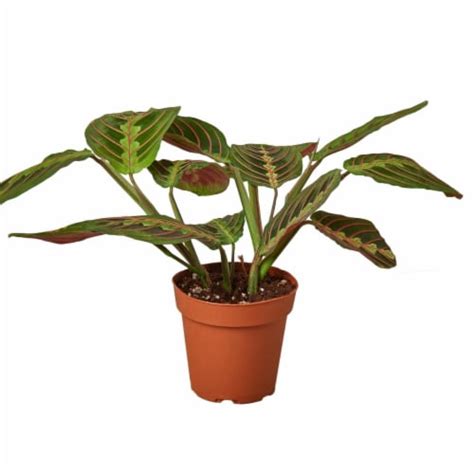 House Plant 4 MARANTA RED Maranta Red Prayer Plant In 4 In Pot 1