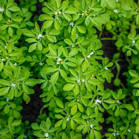 Fenugreek | Traditional Medicinals