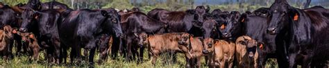 Southern Region Neogen Australasia Solutions For Livestock Food Safety