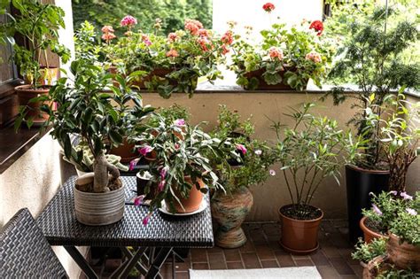 Kwiaty na balkon dla początkujących Są łatwe w uprawie Urzadzamy pl