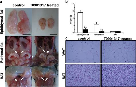 Effect Of T0901317 Treatment On Fat Accumulation In Adipose Tissues A