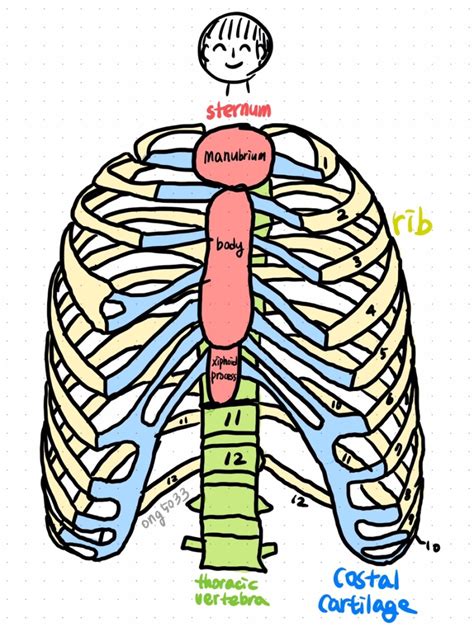 2 몸통뼈 Thoracic Cage 흉곽 가슴우리 네이버 블로그