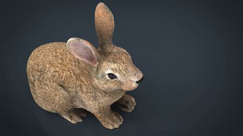 3D Model Rabbit VR AR Low Poly CGTrader