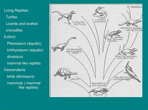 Ppt Evolution Of Tetrapods Powerpoint Presentation Free Download Id 162726