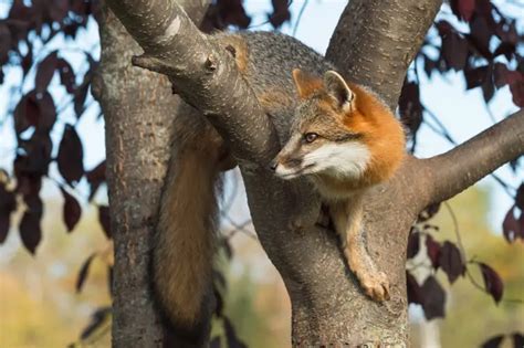 Can Foxes Climb Trees (How & Why): Ultimate Guide - All Things Foxes