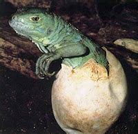 The Ultimate Iguanas Care Blog: Babying your Baby Iguana the Right way