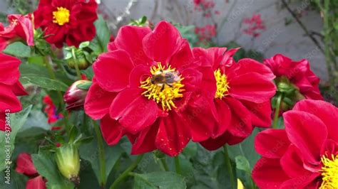 vidéo représentant un bourdon en train de butiner une fleurs ici un