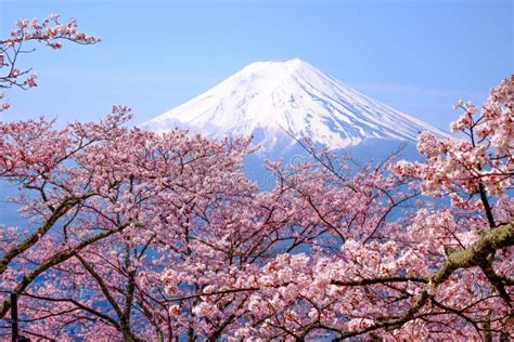 Mt Fuji and Cherry Blossom in Japan Spring Season & X28;Japanese Cal ...