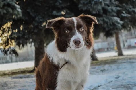 Border Collie Opis Rasy Cena Charakterystyka Zwierzaki