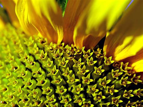 Top Imagen Pistilo Del Girasol Abzlocal Mx