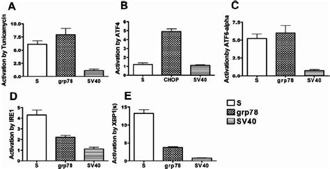 Effect Of Tunicamycin Atf Atf Alpha Ire Alpha And Xbp S On The