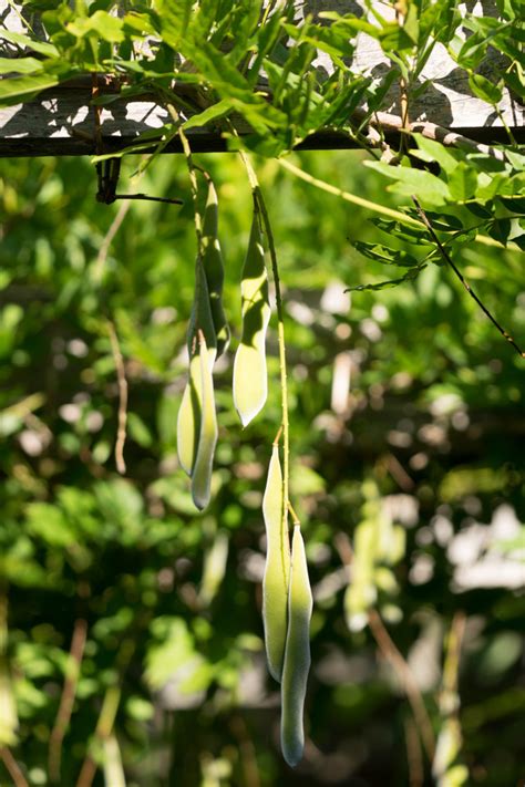 Garten Navi Chinesischer Blauregen Wisteria Sinensis