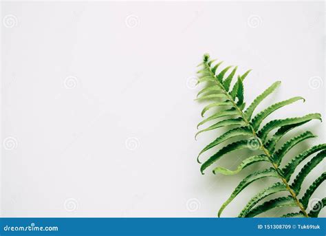 Tropical Plants On White Background Stock Image Image Of Floral