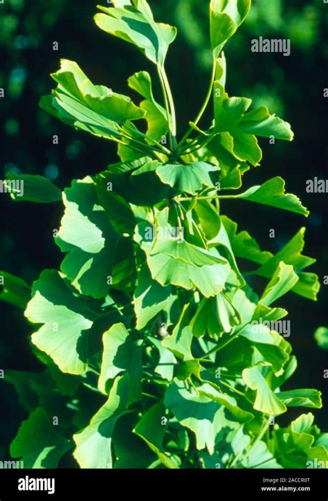 Hojas De Ginkgo Hojas En Una Rama Del Rbol De Maidenhair Chino El