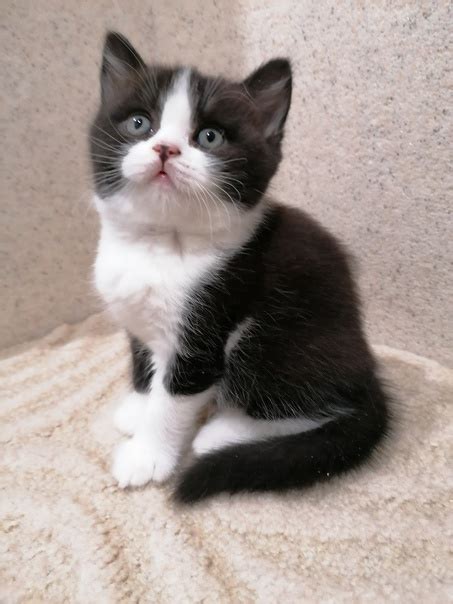 Питомник Британских кошек Veksel' & Plush tribe предлагает котика для ...