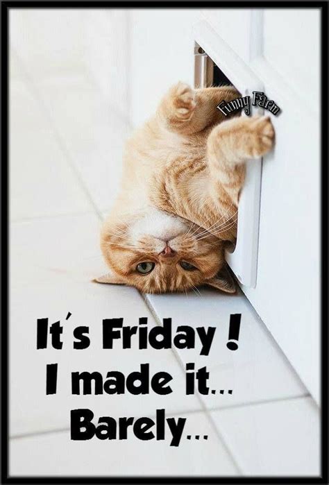 You survived the week! Happy Friday, I hope it’s a good one! | Cats ...