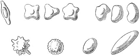 Spores of Fungi (Agaricus) | ClipArt ETC