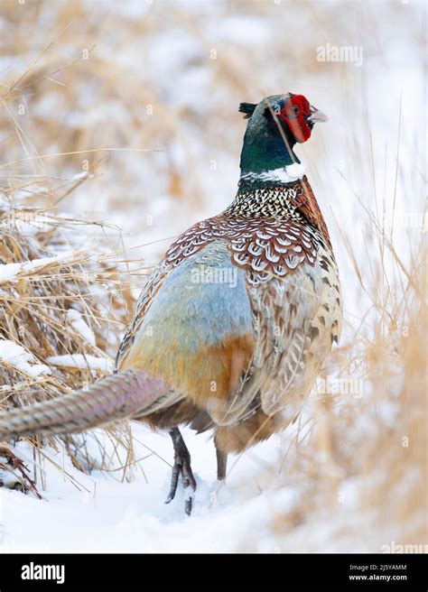 A Rooster Pheasant In Late Winter When The Ground Is Still Covered In