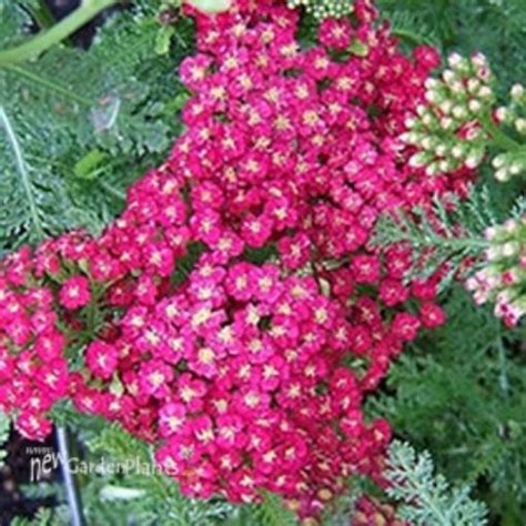 Achillea Cerise Queen Yarrow New Garden Plants