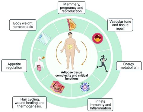 Adipose Tissue In Mammals Participates In Various Body Biological Download Scientific Diagram