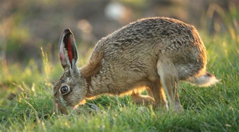 (Italiano) Lepus europaeus: Sistematica, Habitat, Biologia, Ruolo Ecologico ...