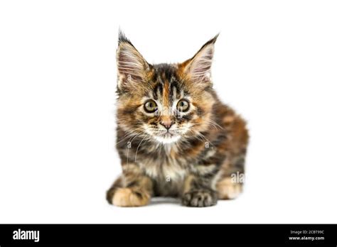 Tortoiseshell Maine Coon Kitten Isolated Cute Maine Coon Cat On White