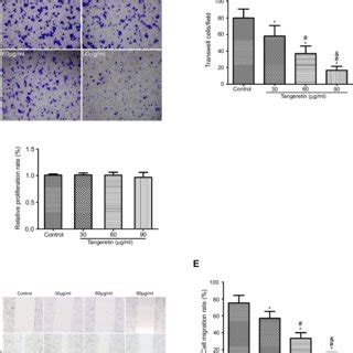 Tangeretin Induces Autophagy In HepG2 Cells Notes HepG2 Cells Were