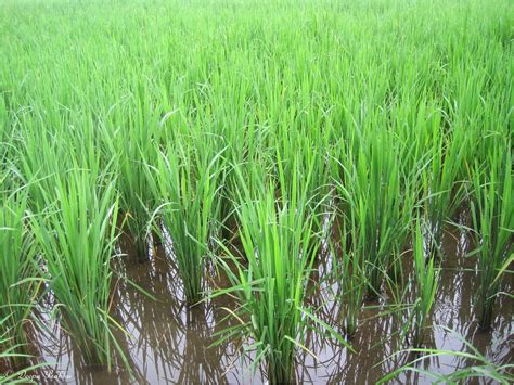 Rice Crop Random Photography